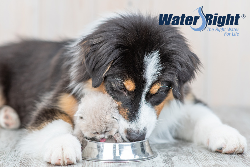 Is It Safe for Dogs To Drink Out of Shared Water Bowls?